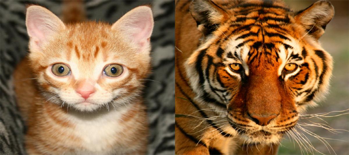 Relative and Real – Cat, Tiger Comparison in Corporate